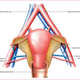 An illustration of how the uterine transplant was performed.
